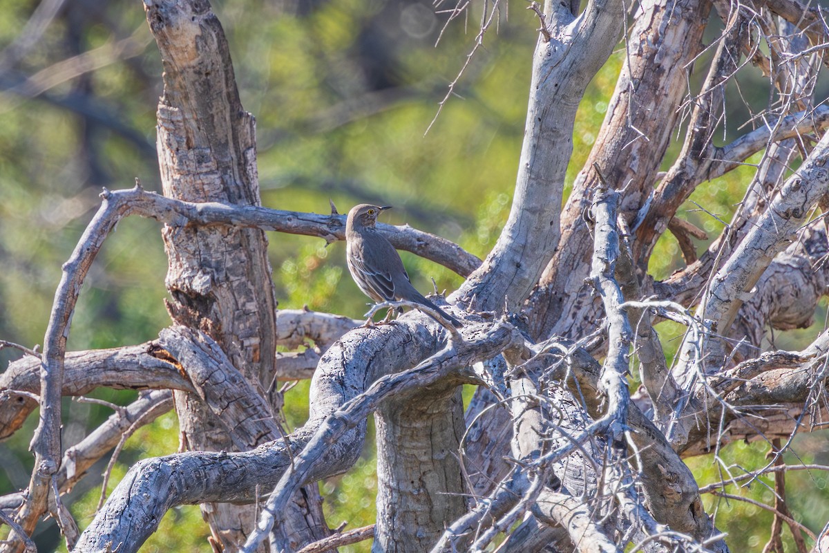 Sage Thrasher - ML647332970