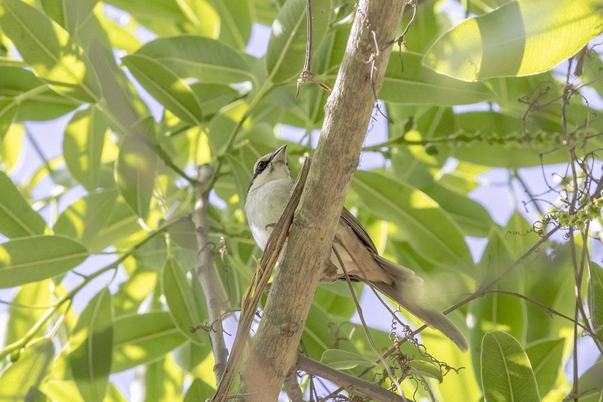 Tohi roussâtre - ML647332972