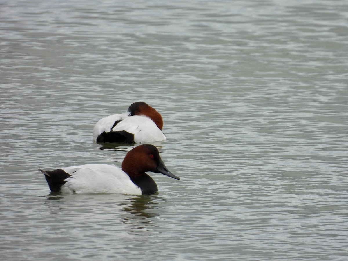 Murgilari bizkarzuria - ML647332977