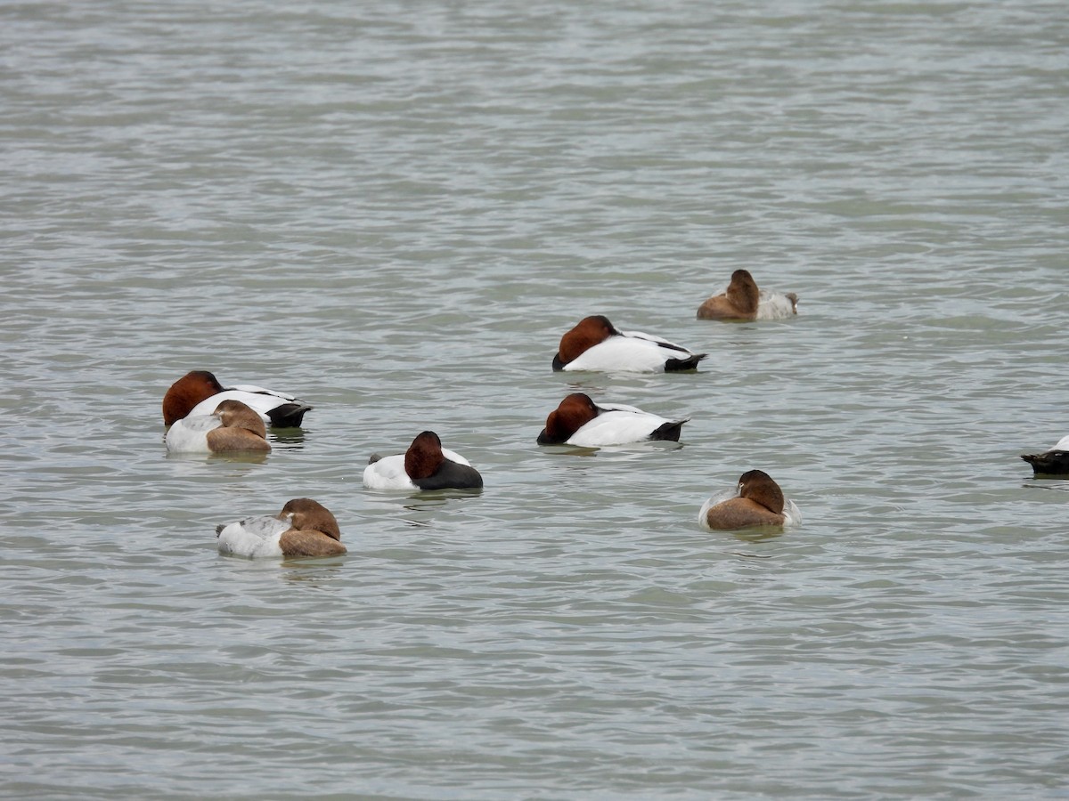 Murgilari bizkarzuria - ML647332978