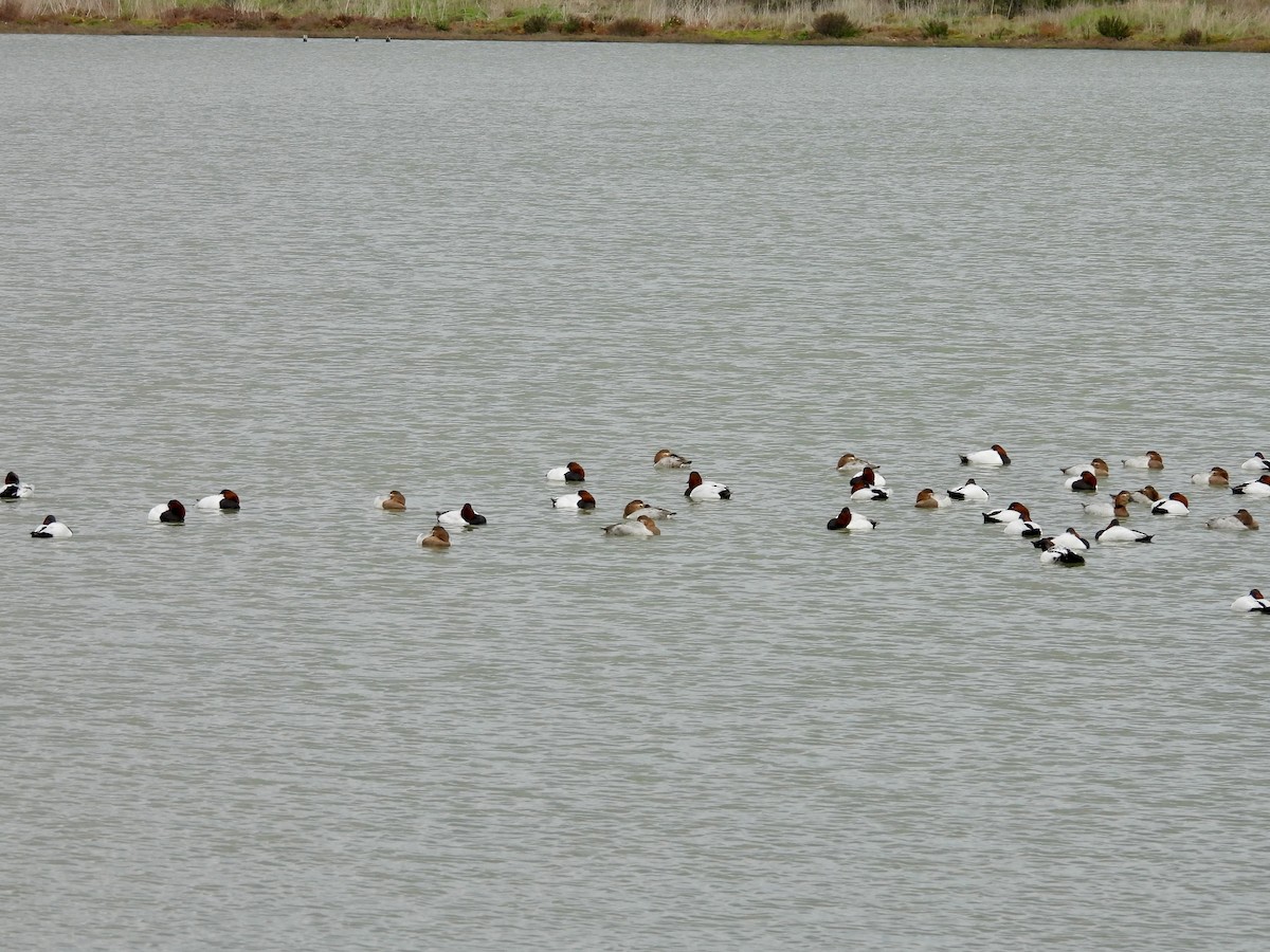 Murgilari bizkarzuria - ML647332979