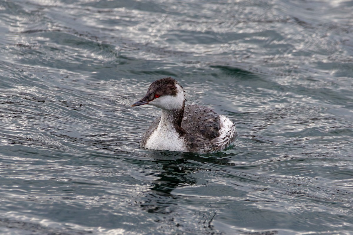 Красношейная поганка - ML647332980