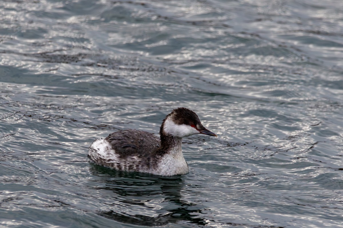 Красношейная поганка - ML647332981