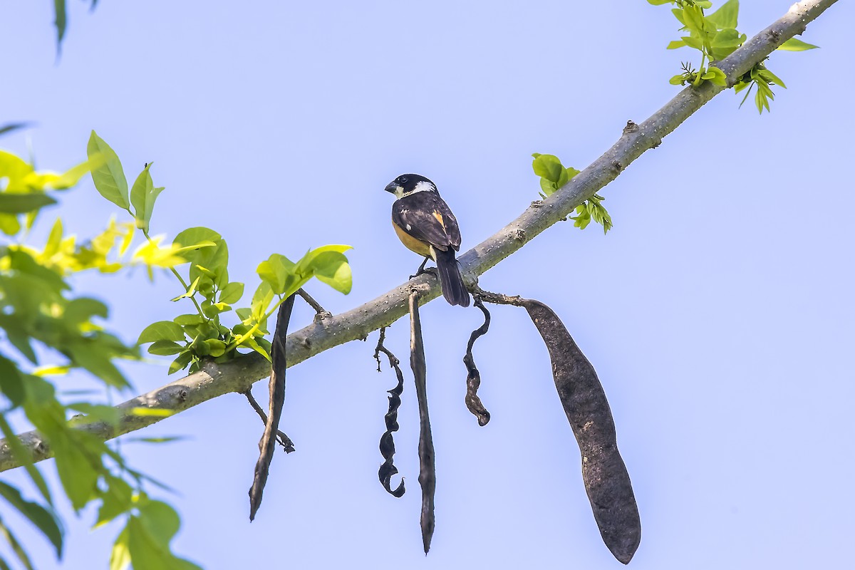 Sporophile à col blanc - ML647332983