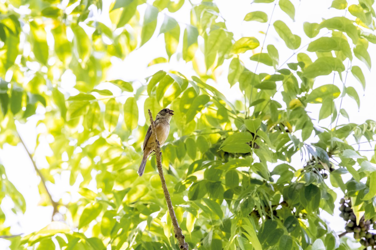 Sporophile à col blanc - ML647332984