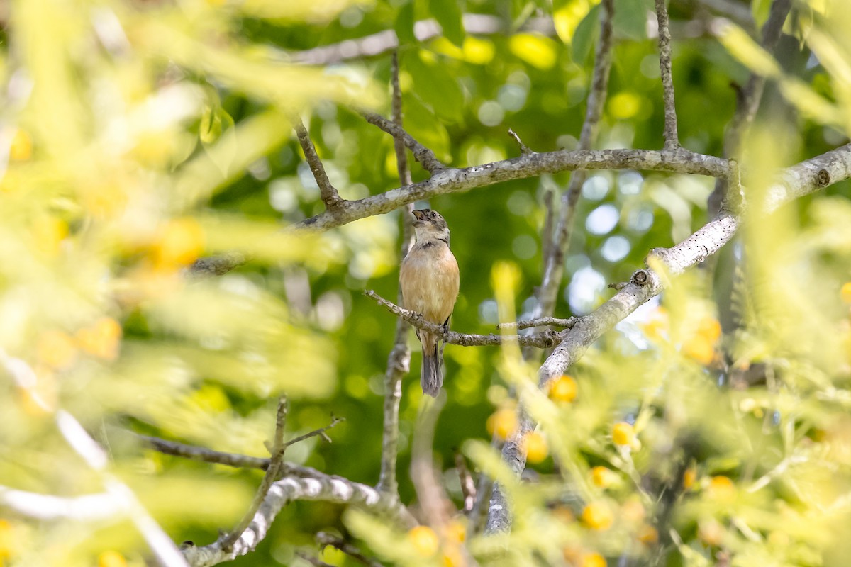Sporophile à col blanc - ML647332986