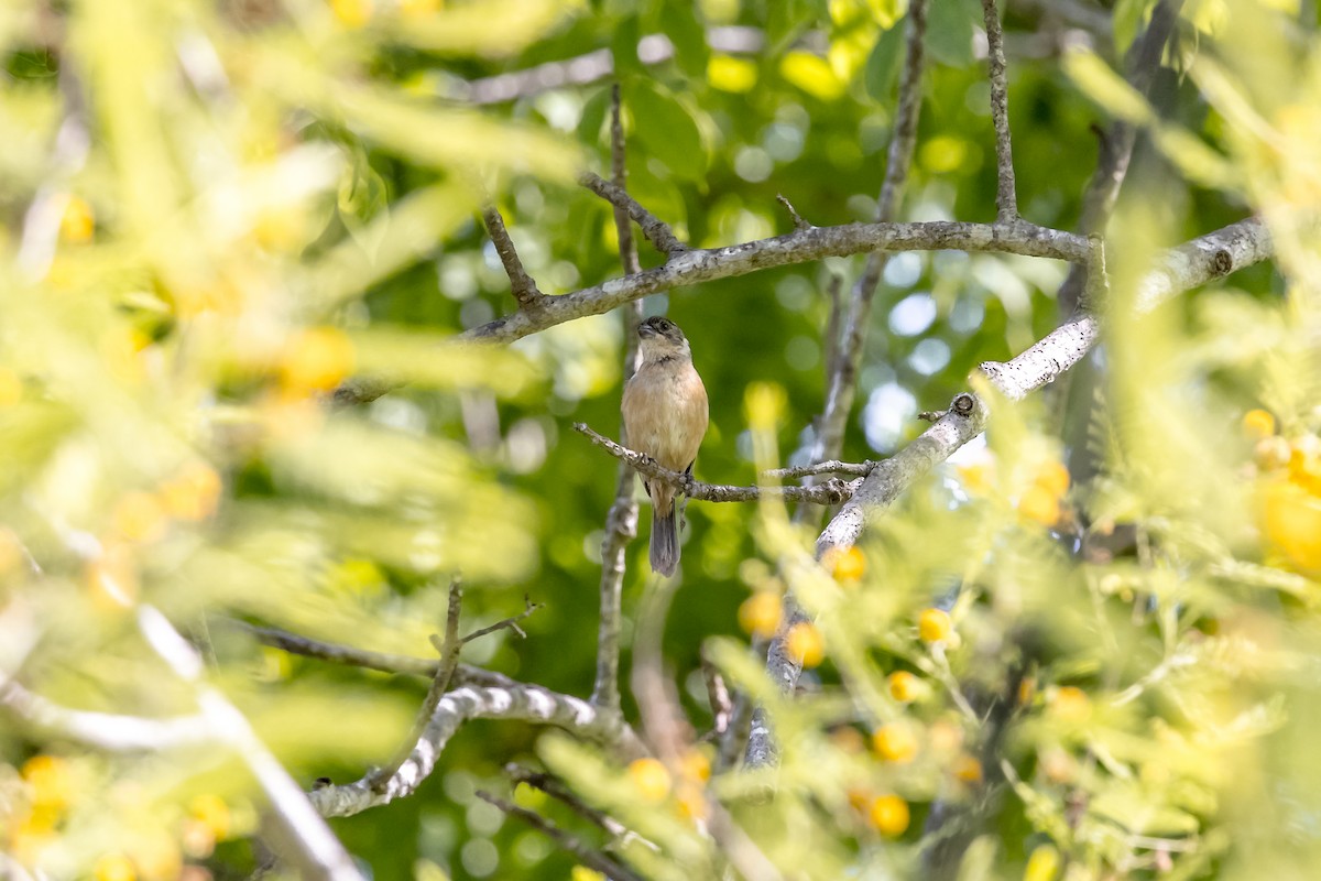 Cinnamon-rumped Seedeater - Hugo Cobos
