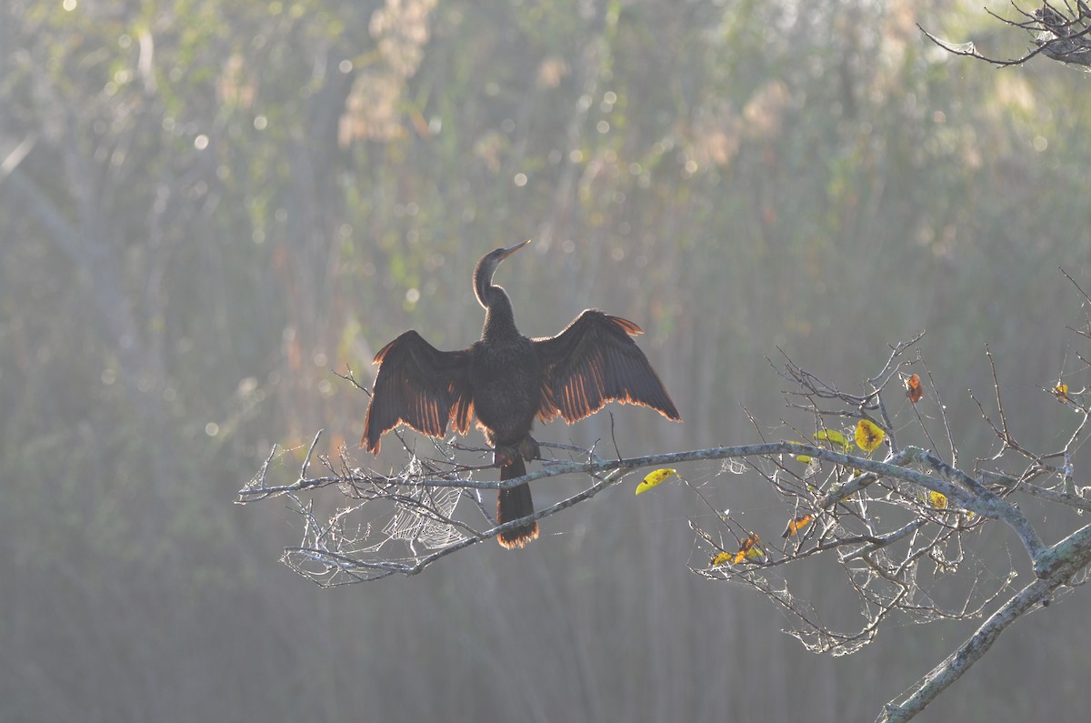 Anhinga - ML647332988