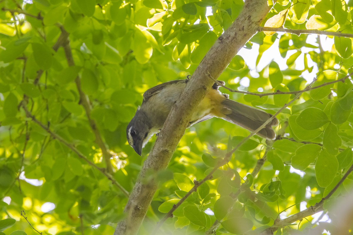 Kuzeyli Kurşuni Saltator - ML647332993