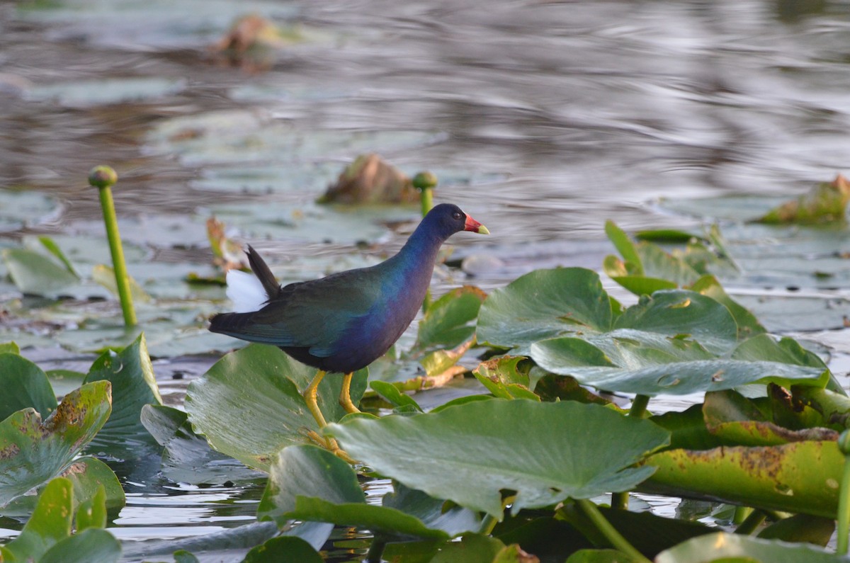Purple Gallinule - ML647332995