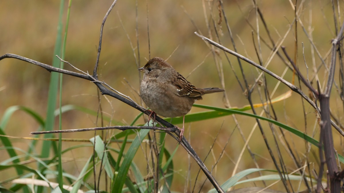 Golden-crowned Sparrow - ML647332996