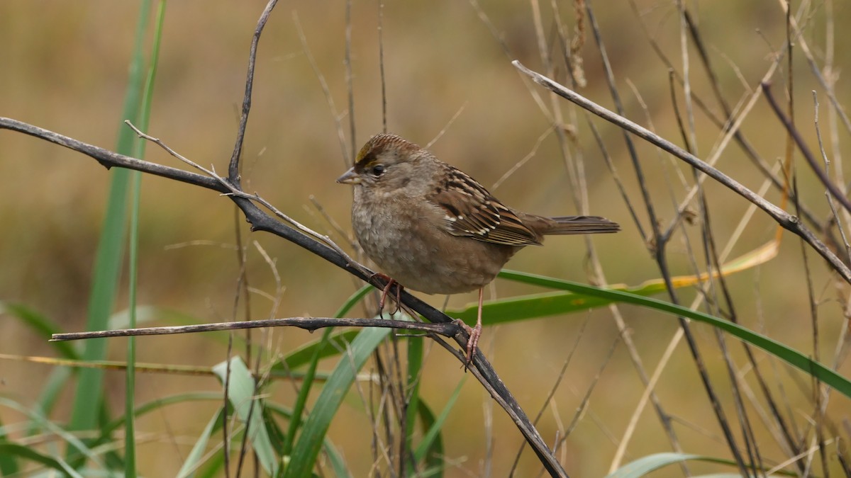 Golden-crowned Sparrow - ML647332997