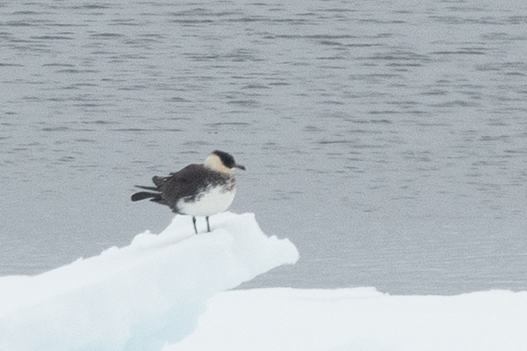 Marikaka isatsbihurra - ML647332998