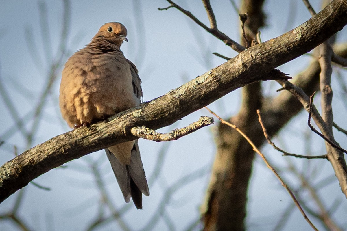 Зенаїда північна - ML647333002
