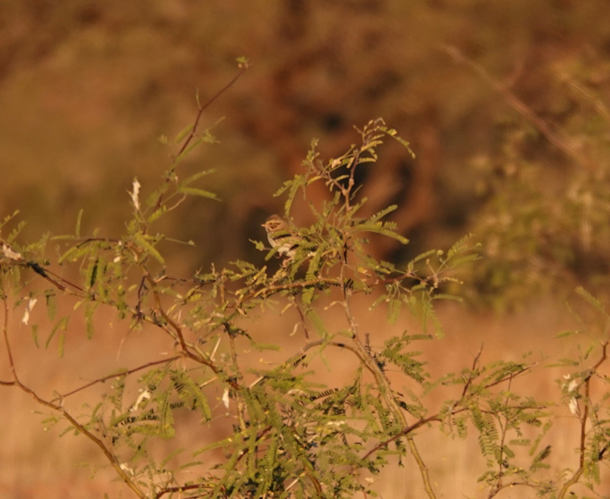 Chingolo Sabanero - ML647333008