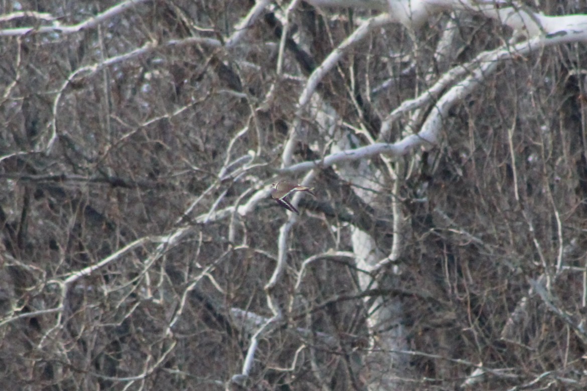 Killdeer - ML647333009