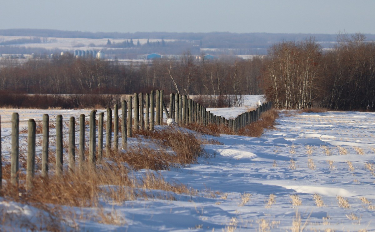 sovice sněžní - ML647333013