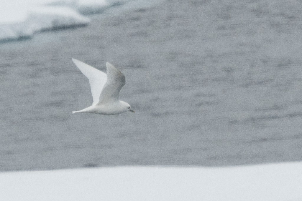 Boli-antxeta - ML647333017