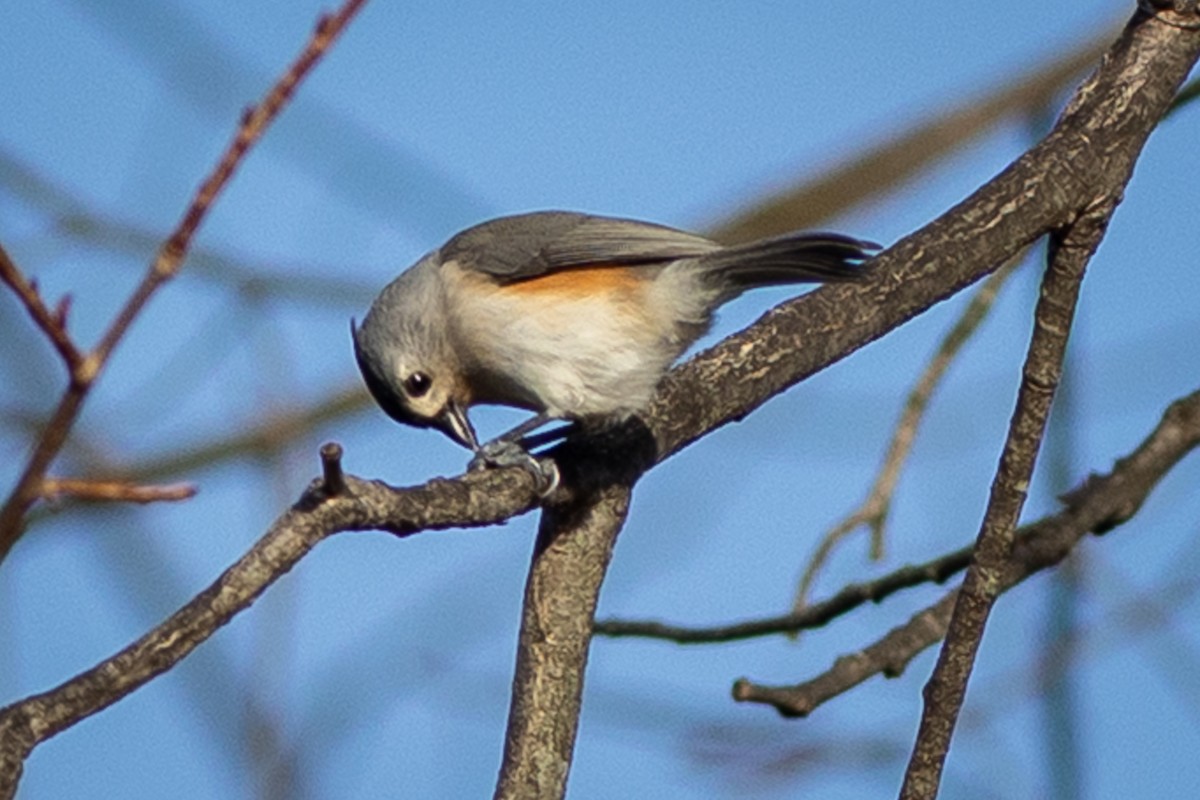 Синиця гострочуба - ML647333021