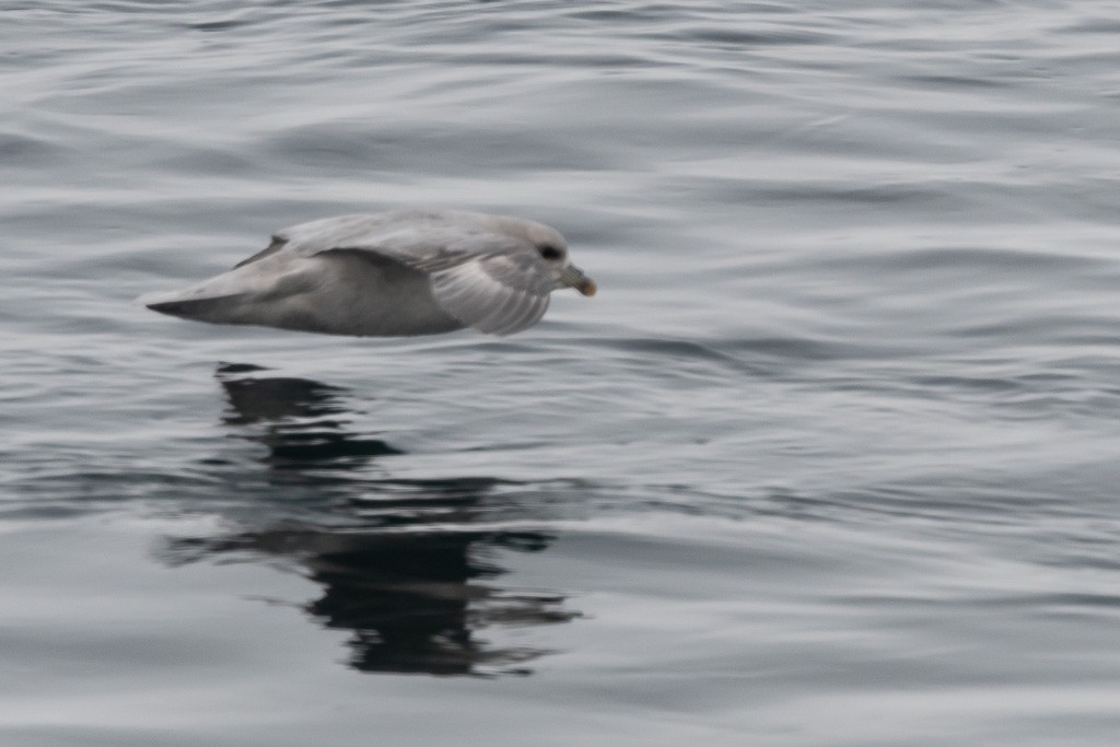 Fulmar boreala (Atlantikokoa) - ML647333025