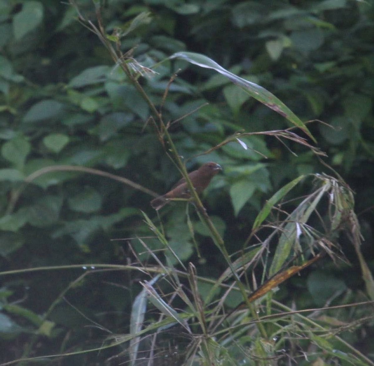 Blue-black Grosbeak - ML647333028