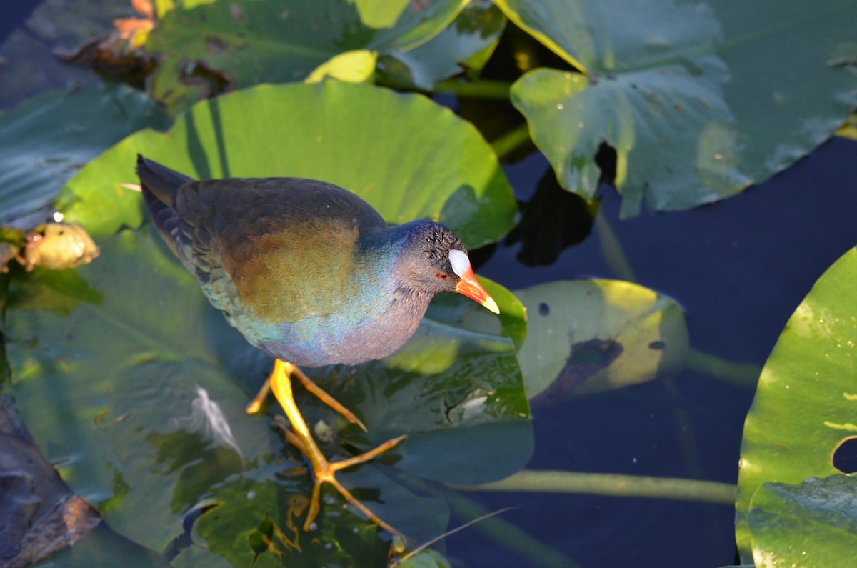 Purple Gallinule - ML647333029