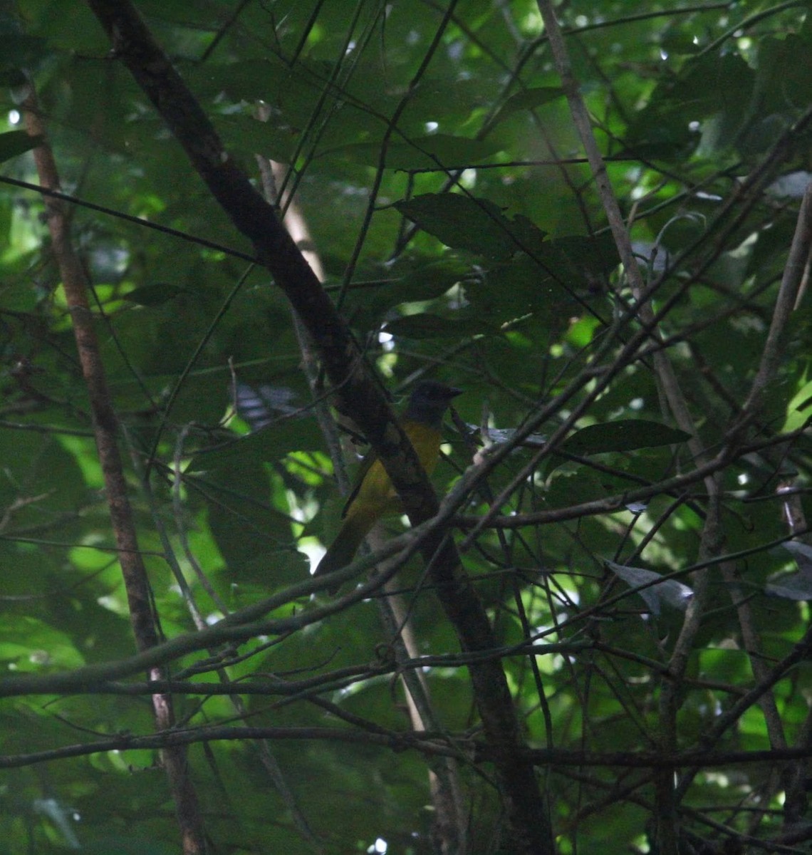 Gray-headed Tanager - ML647333043