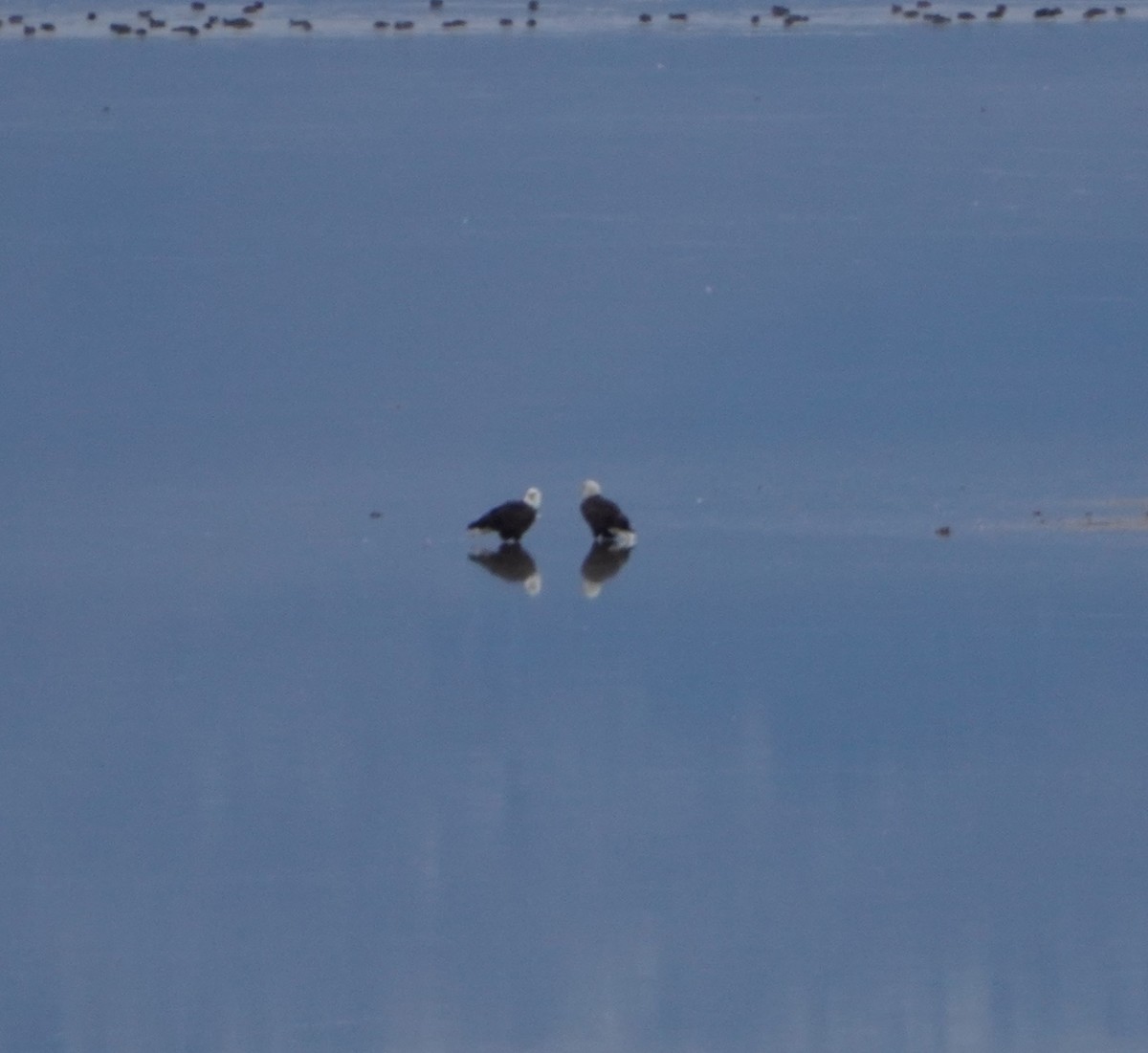 Орлан білоголовий - ML647333044