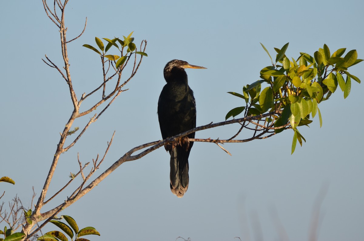 Anhinga - ML647333046