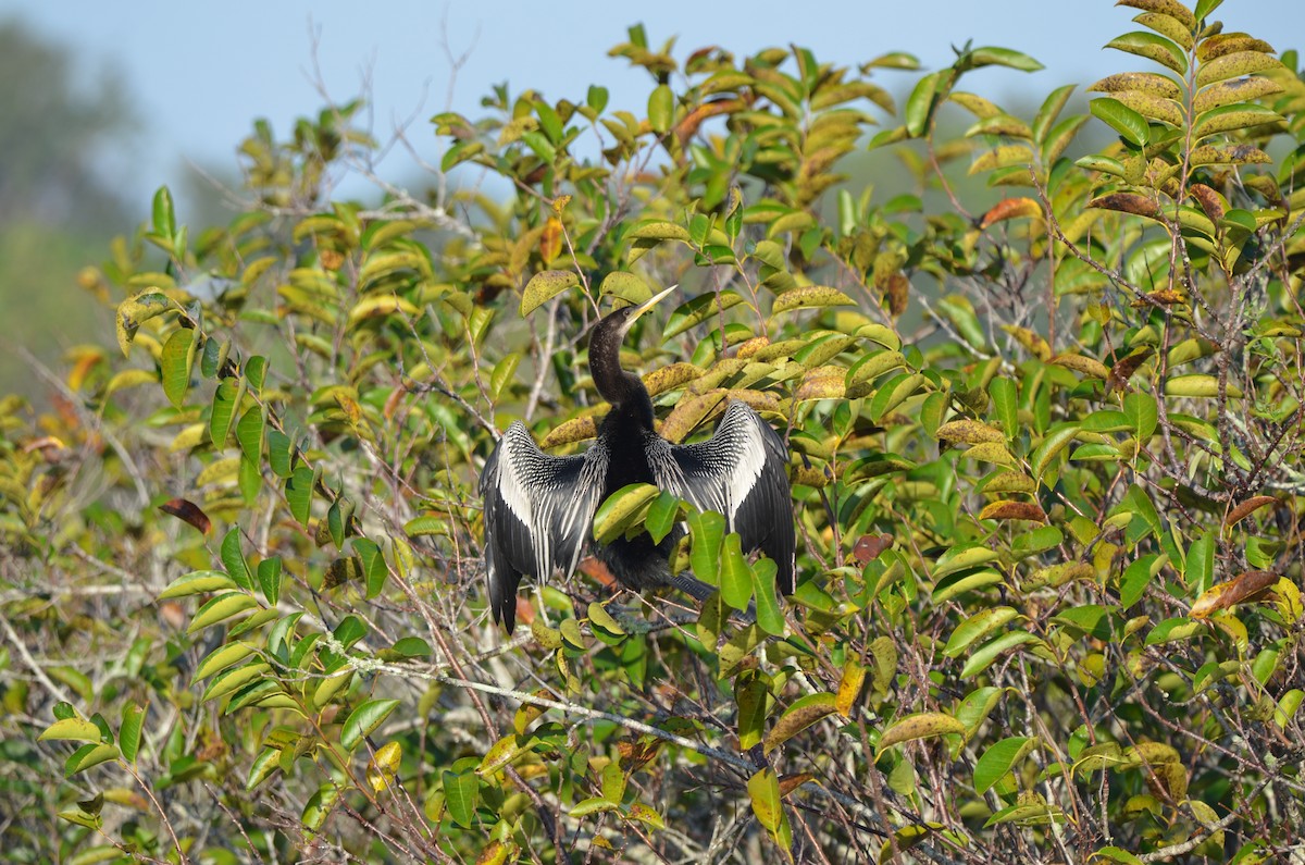 Anhinga - ML647333047