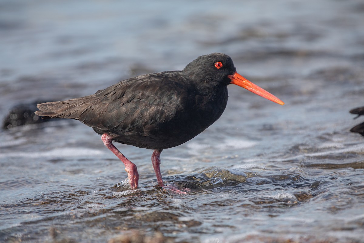 ニュージーランドミヤコドリ - ML647333071