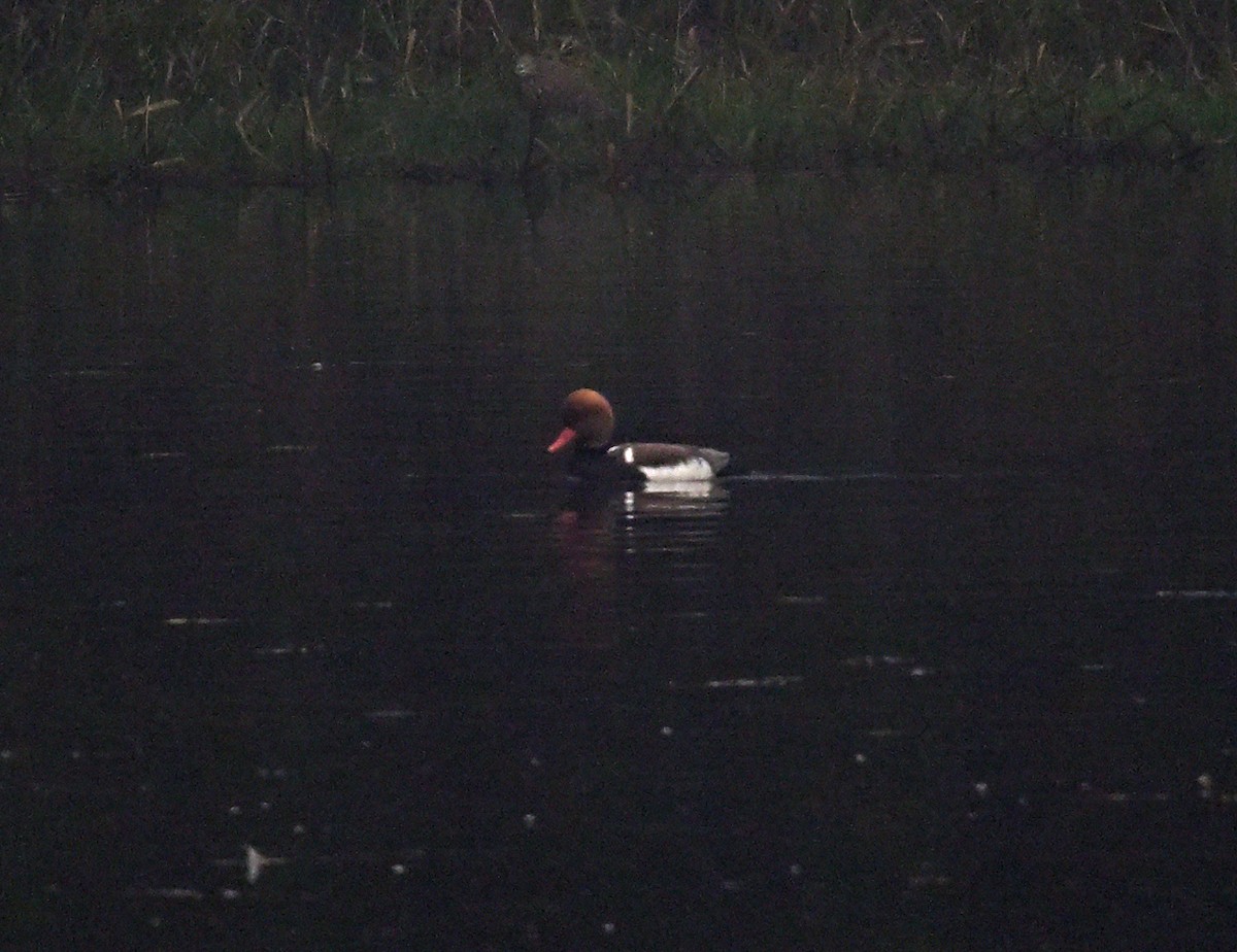 Red-crested Pochard - ML647333072