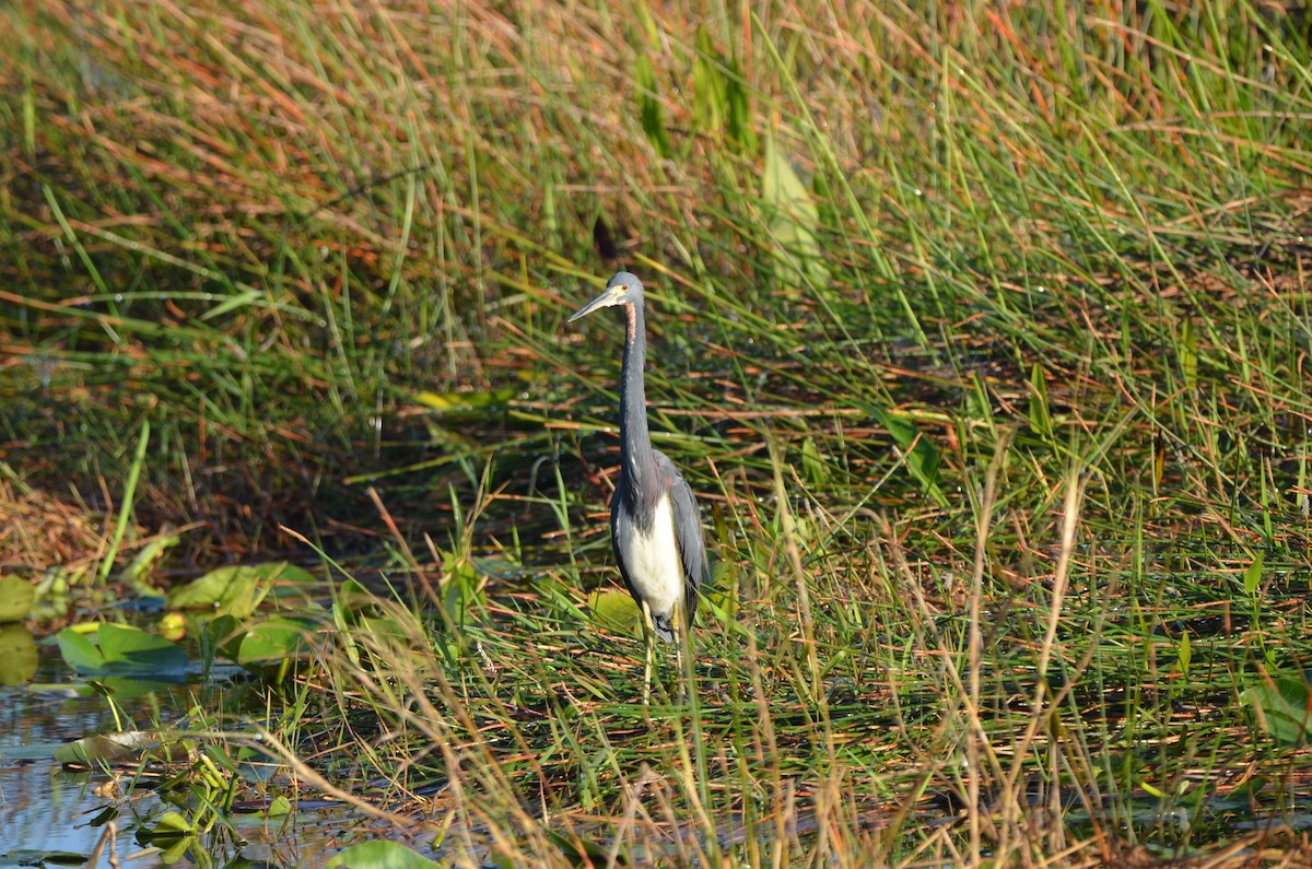 Tricolored Heron - ML647333082