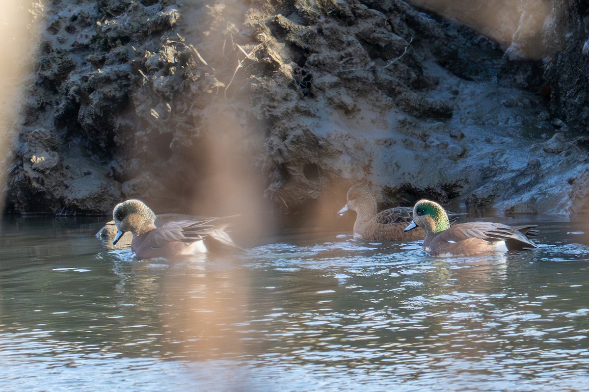 American Wigeon - ML647333100