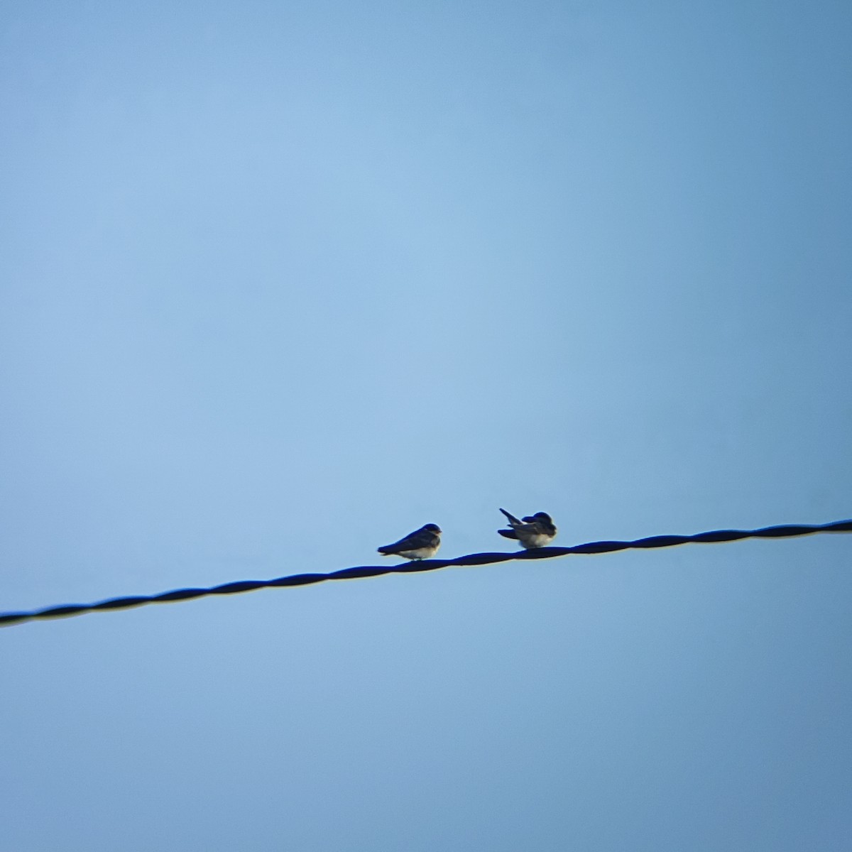 Chilean Swallow - ML647333102