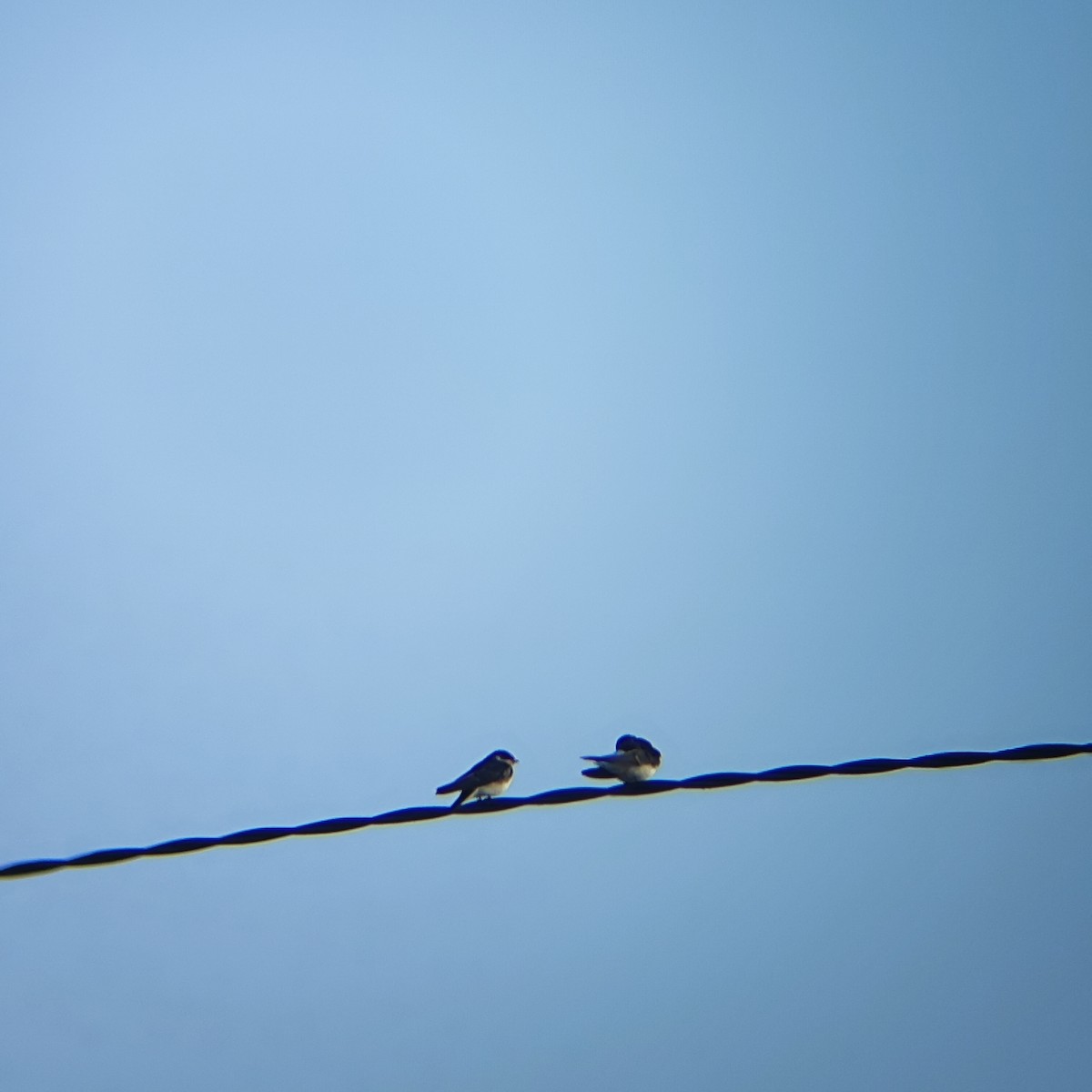 Chilean Swallow - ML647333103