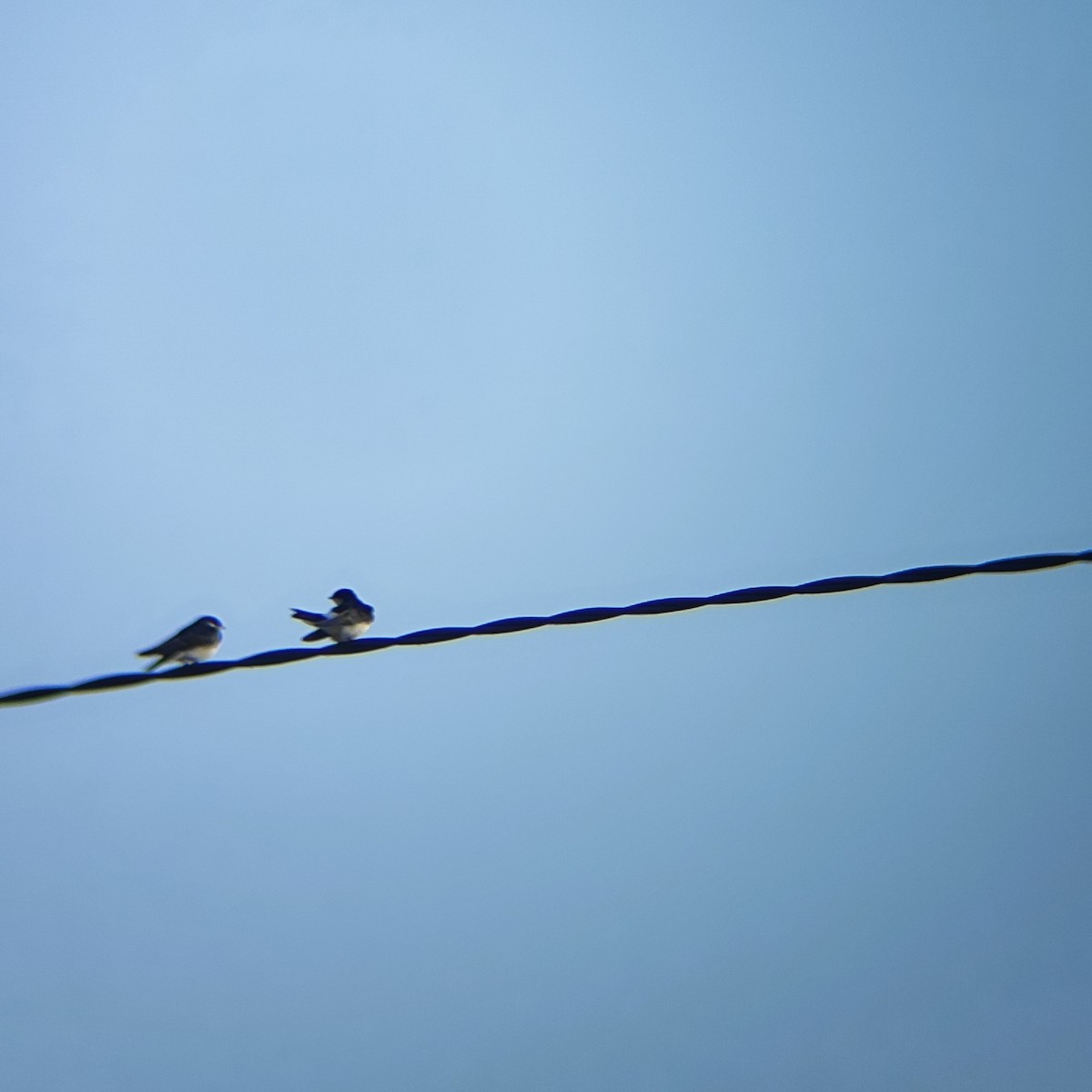 Chilean Swallow - ML647333104