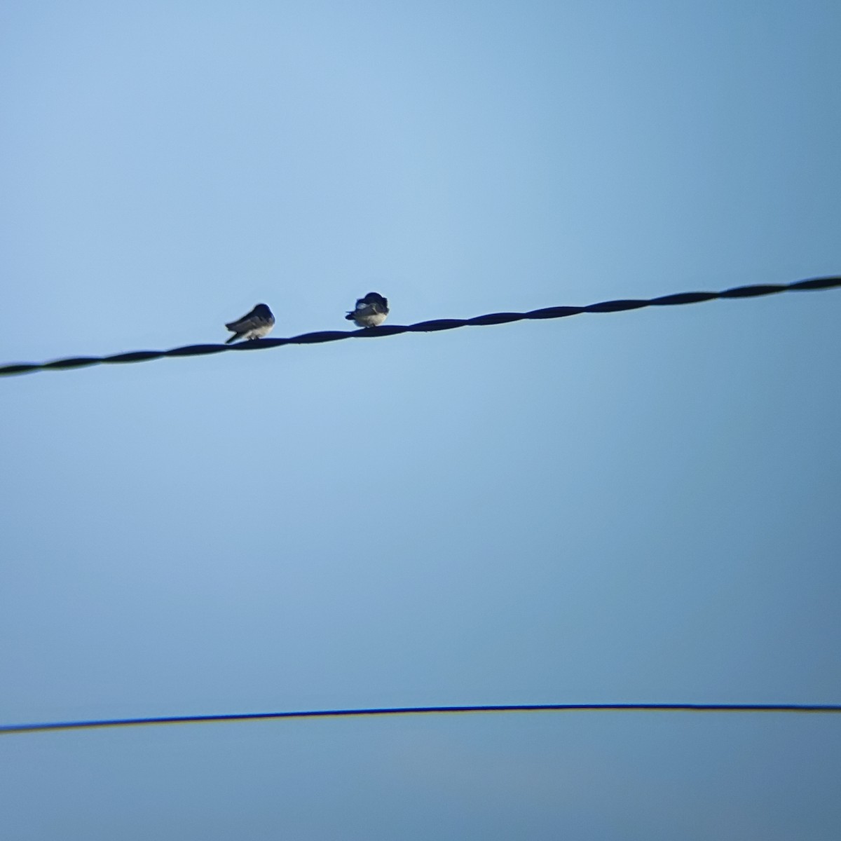 Chilean Swallow - ML647333105