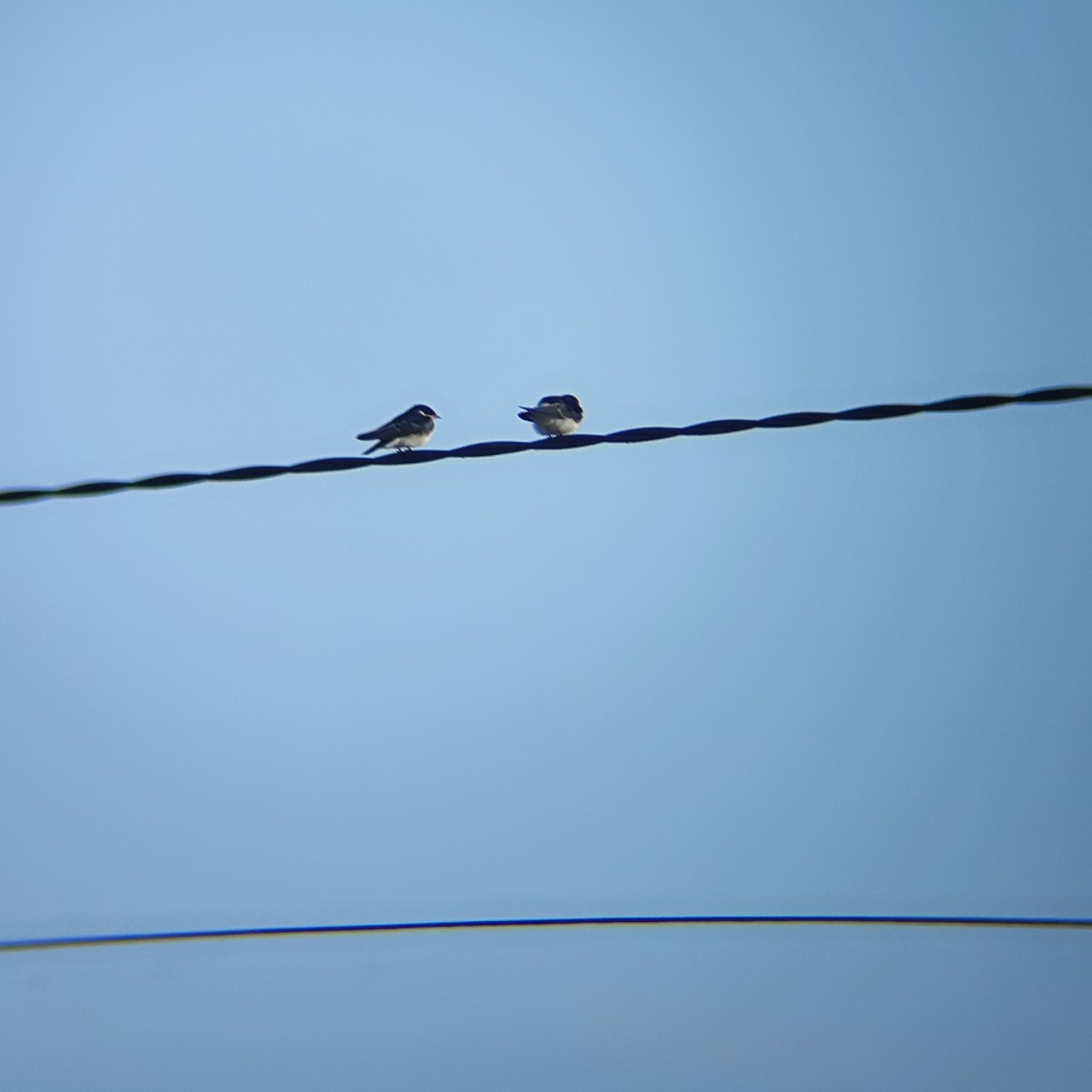 Chilean Swallow - ML647333106