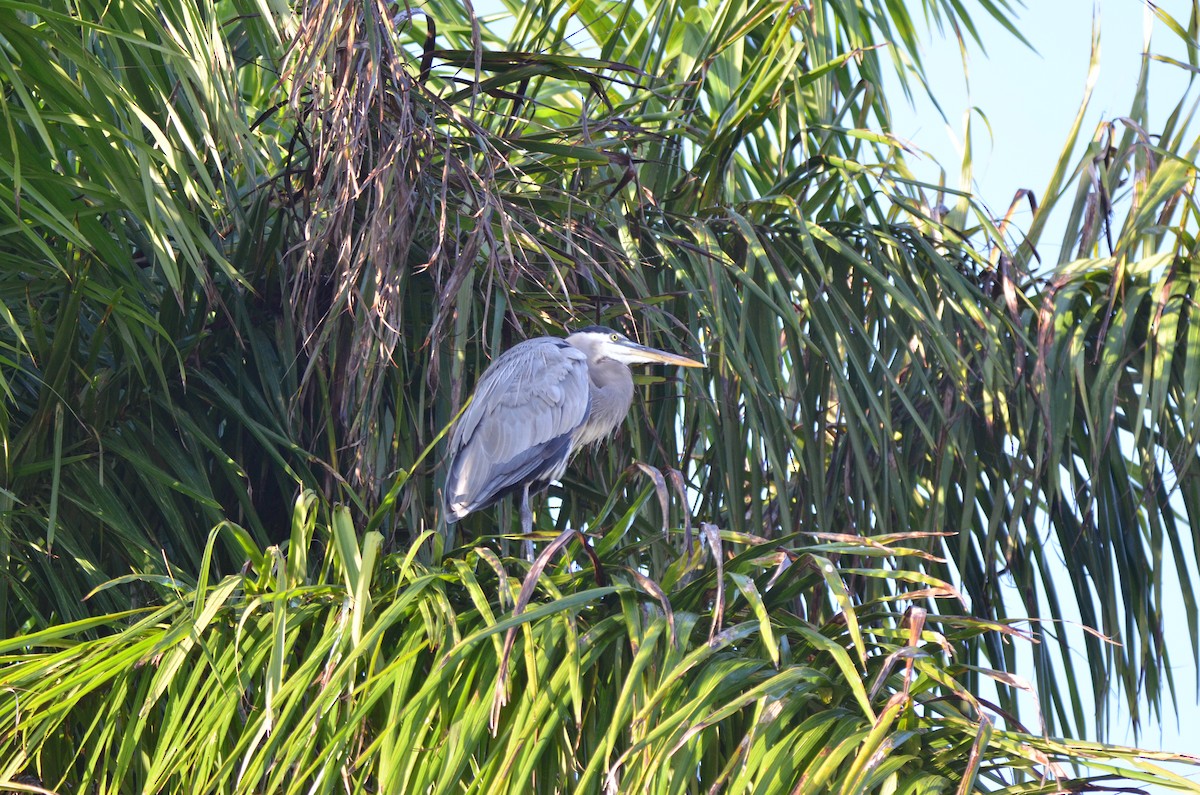 Great Blue Heron - ML647333107