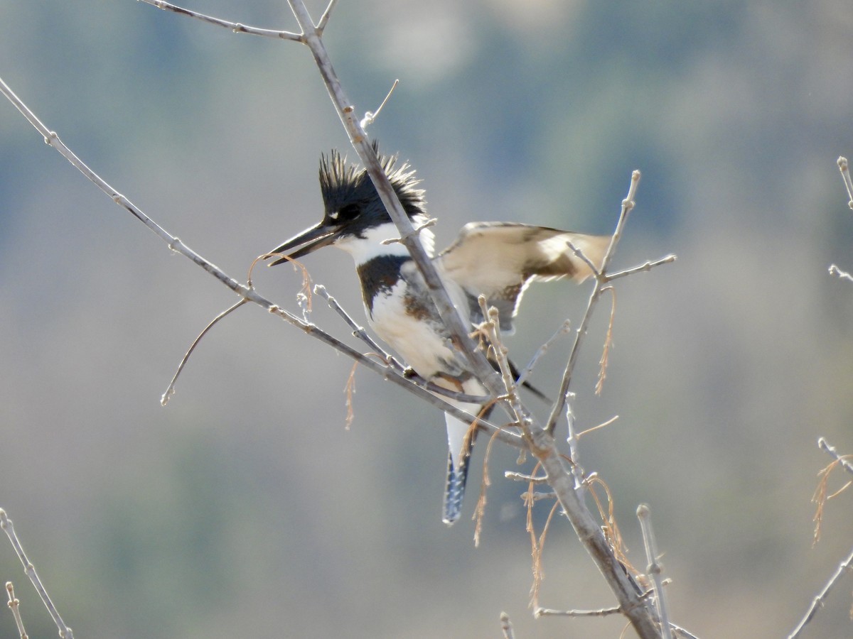 שלדג אמריקני - ML647333115
