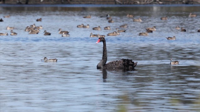 Kara Kuğu - ML647333123