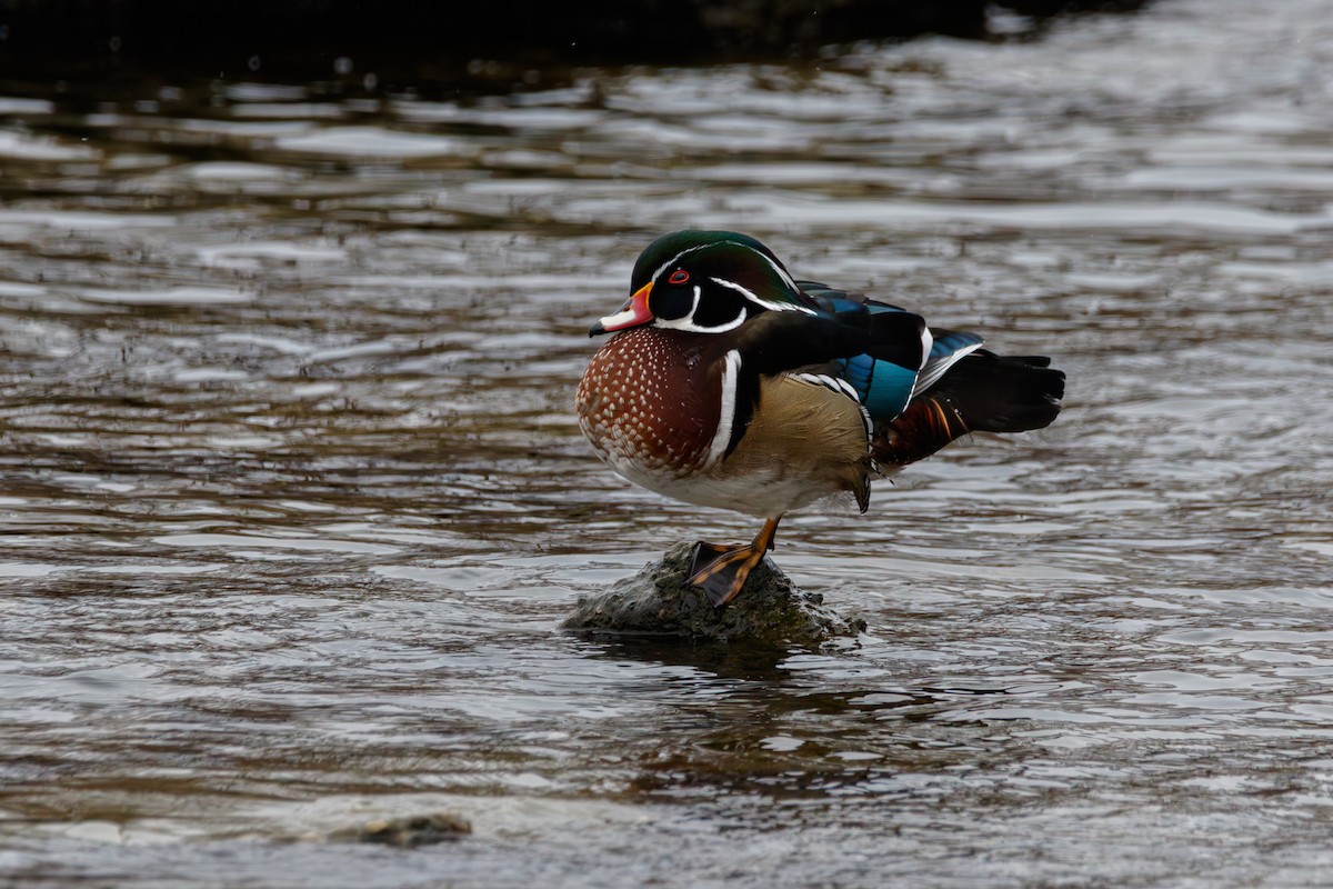 Ahate karolinarra - ML647333124