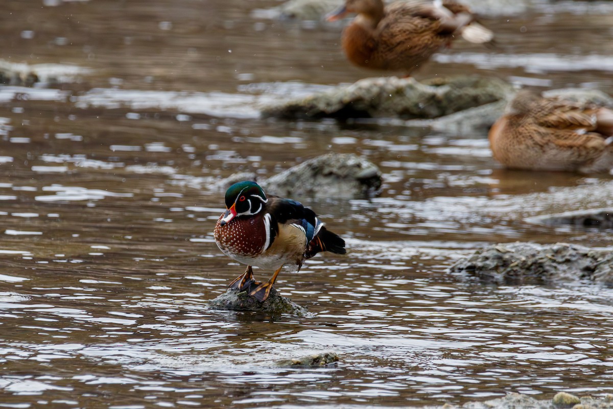 Ahate karolinarra - ML647333125