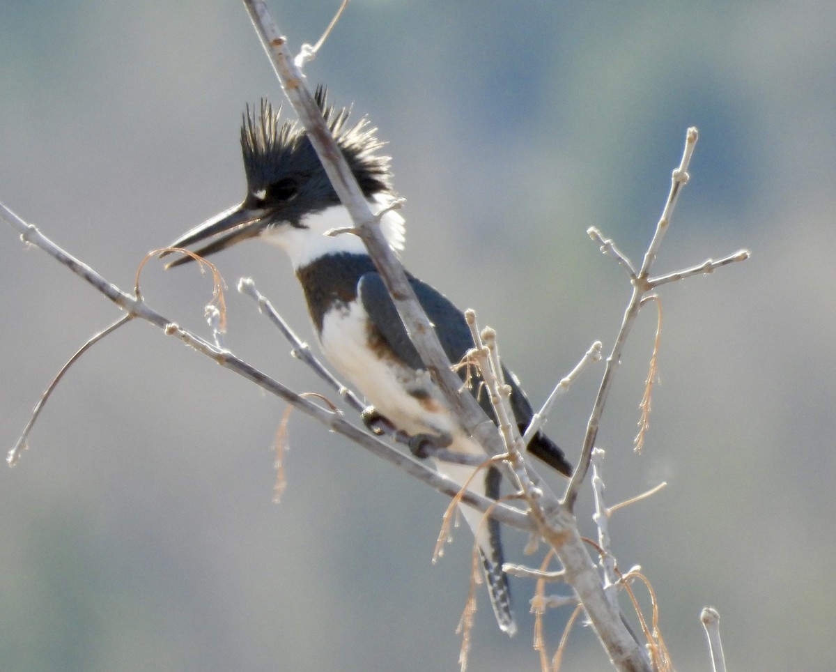 שלדג אמריקני - ML647333129