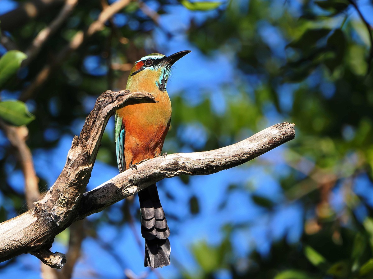 Момот рудочеревий - ML647333131