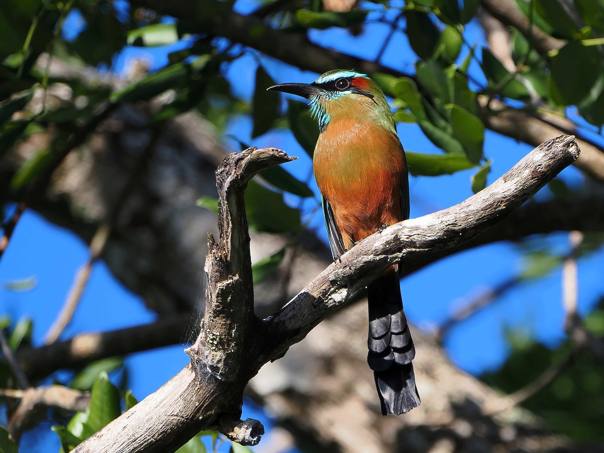 Момот рудочеревий - ML647333132