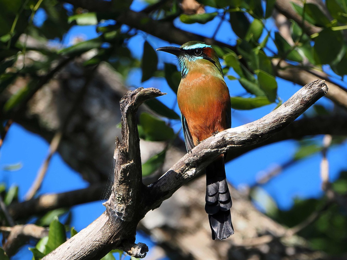 Момот рудочеревий - ML647333133