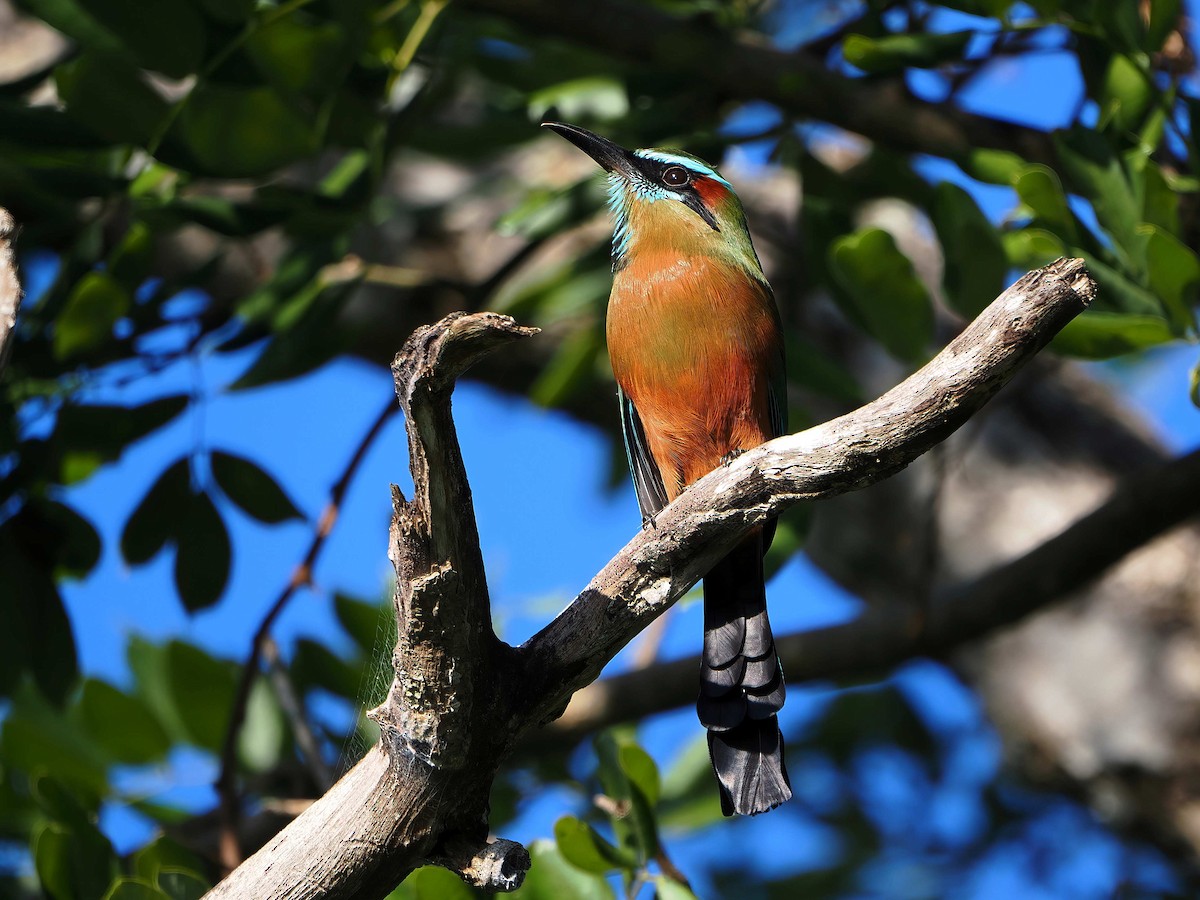 Момот рудочеревий - ML647333134