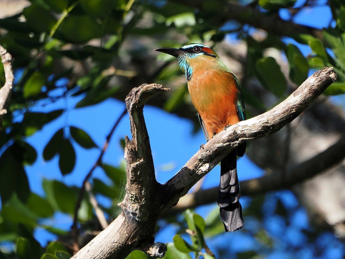 Момот рудочеревий - ML647333135